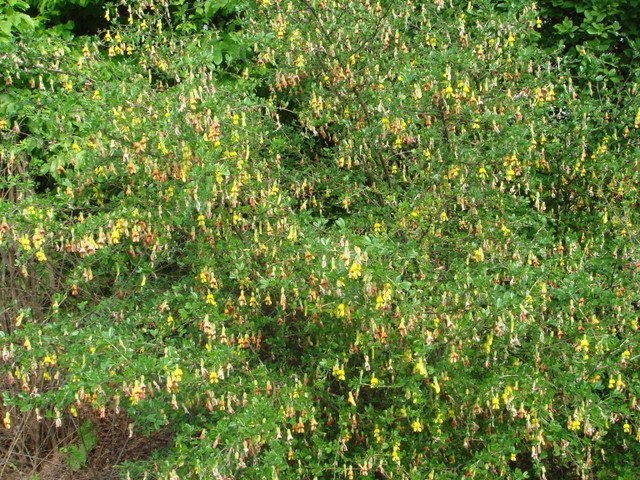 Caragana sinica P2C